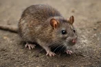 Rat and mouse control, pest control in Laval H7A 0A2